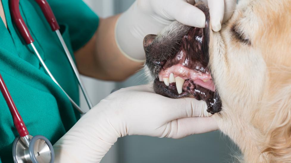 dog fractured tooth; a dog’s teeth are examined by a vet.